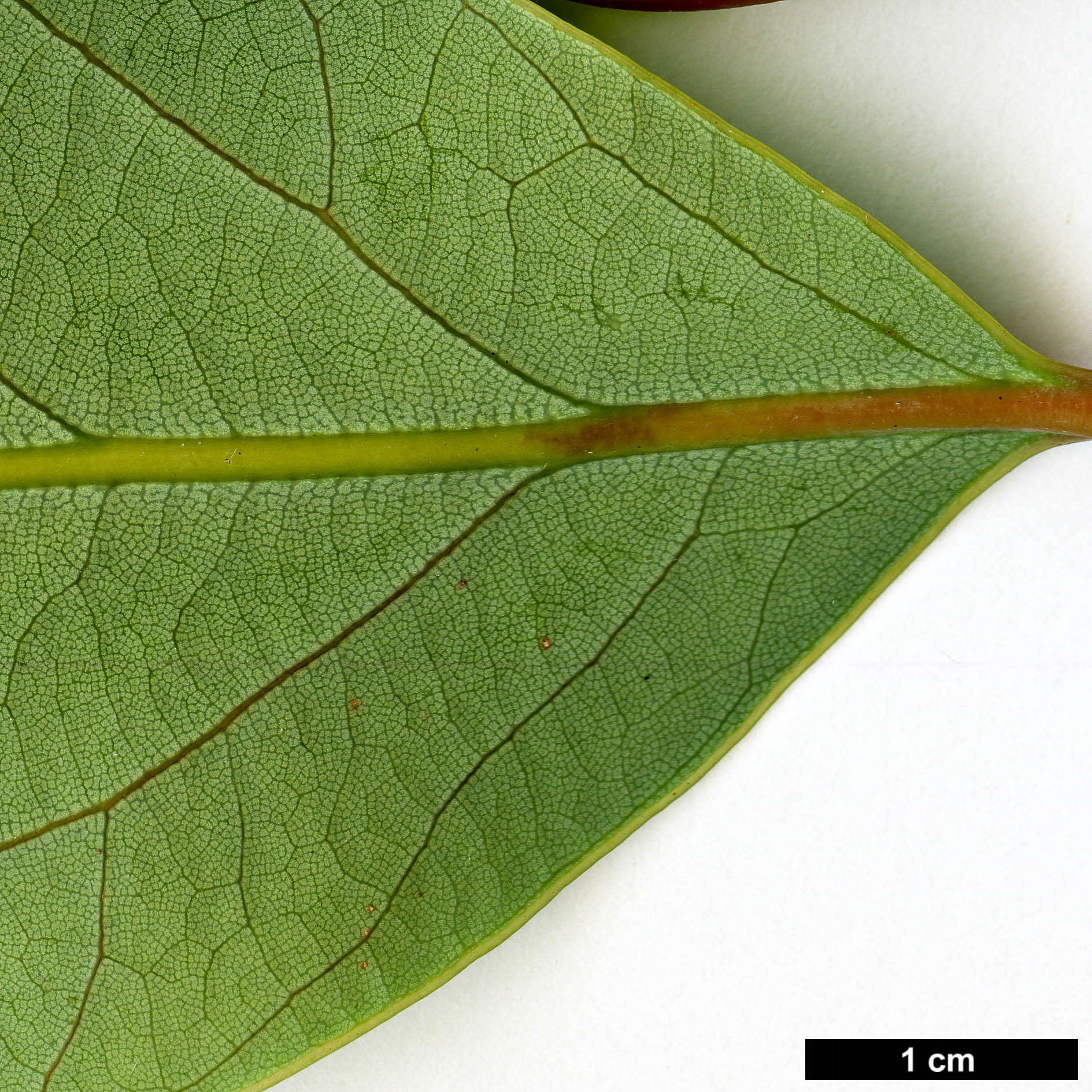 High resolution image: Family: Lauraceae - Genus: Alseodaphne - Taxon: cfr. utillis High resolution image: Family: Lauraceae - Genus: Alseodaphne - Taxon: cfr. utillis